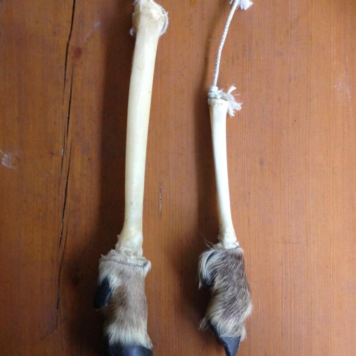 Typische Nahrung der Bartgeier: Bein von Gemse (rechts) und Rothirsch (links)