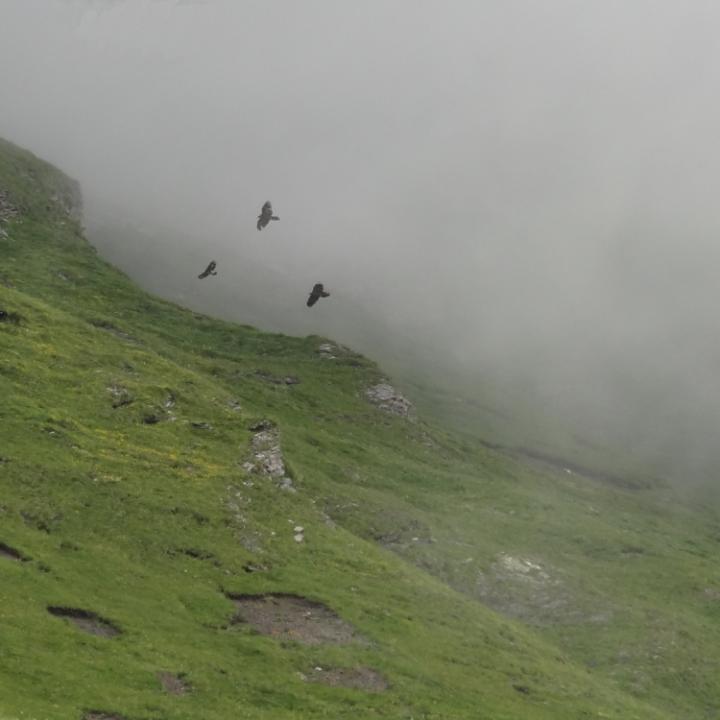 Alois, Cierzo und der Steinadler fliegen im Nebel