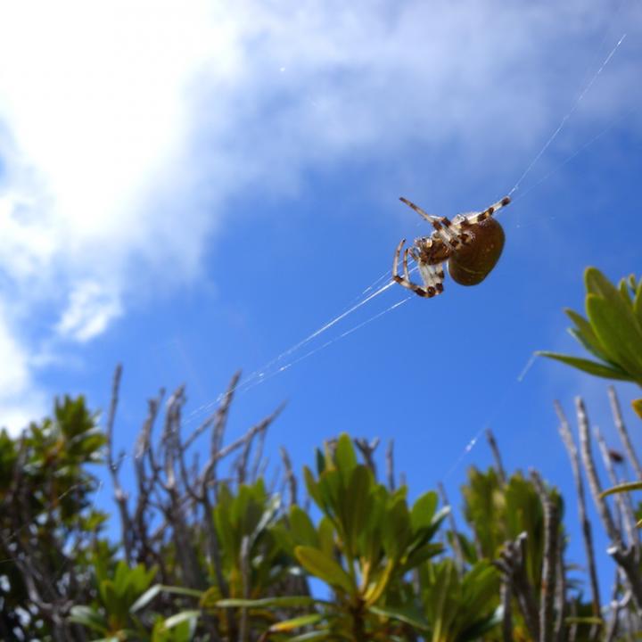 Glänzend in der Sonne die Spinnfäden. Spinnfäden sind leicht, wasserfest und reissen auch dann nicht, wenn ein Beutetier mit Schwung ins Netz fliegt.