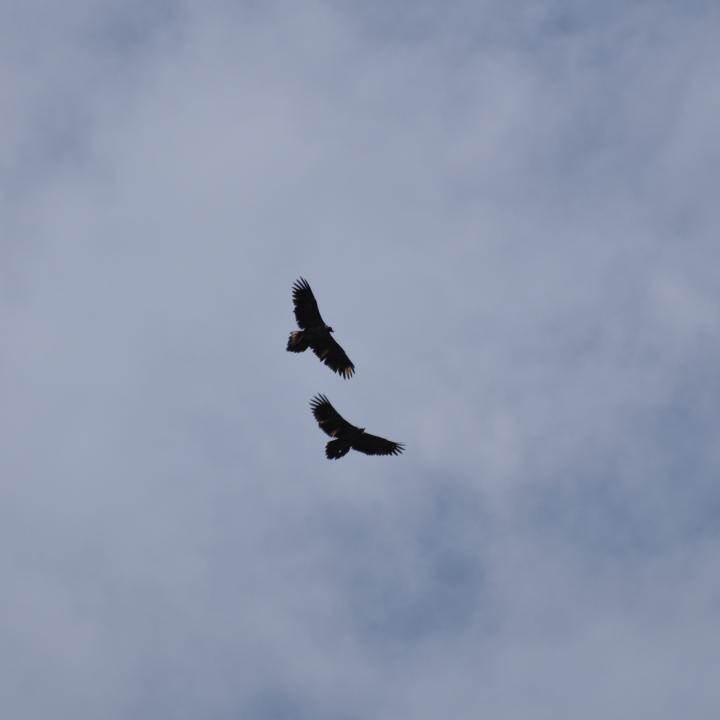 Fredueli (oben) und Finja (unten) fliegen gemeinsam
