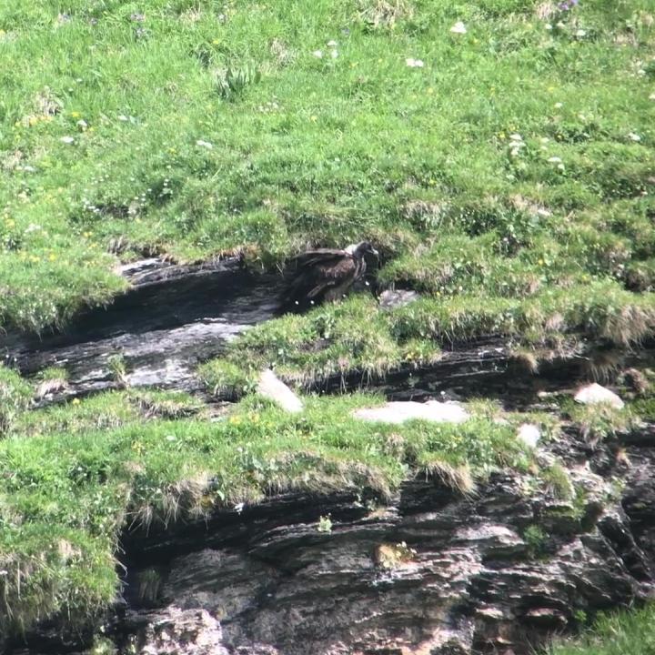 Bartgeier Obwaldera auf einem Grasband nach dem Erstflug