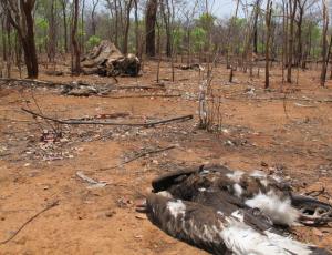 Illegaler Elfenbeinhandel: Eine neue Bedrohung für Afrikas Geier