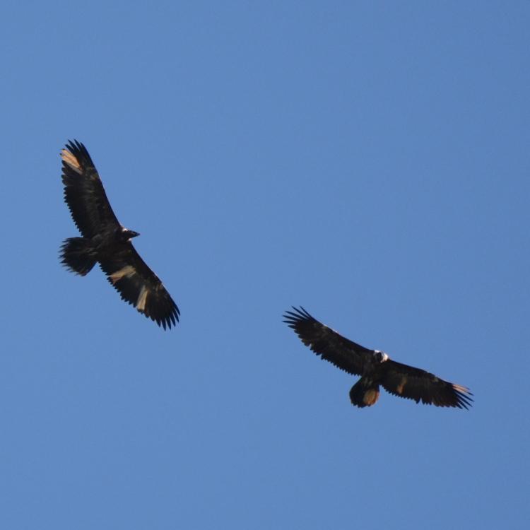 Bartgeier Steinadler Stiftung Pro Bartgeier