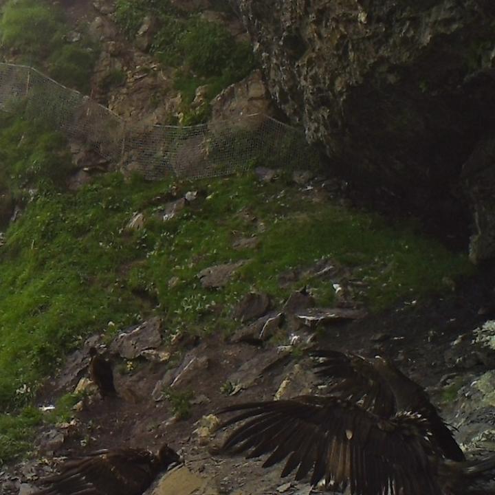 Rückkehr in die Nische (Fotofallenbild)