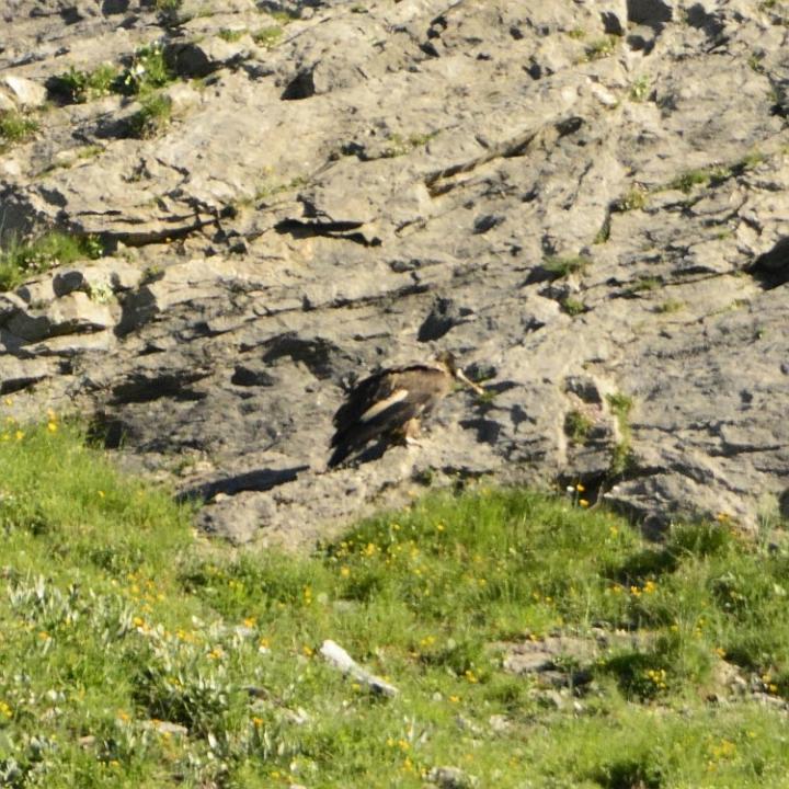 Sempach II mit einem Knochen im Schnabel