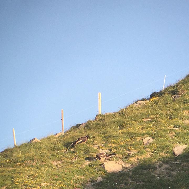 Sempach beim Bearbeiten des Holzstücks