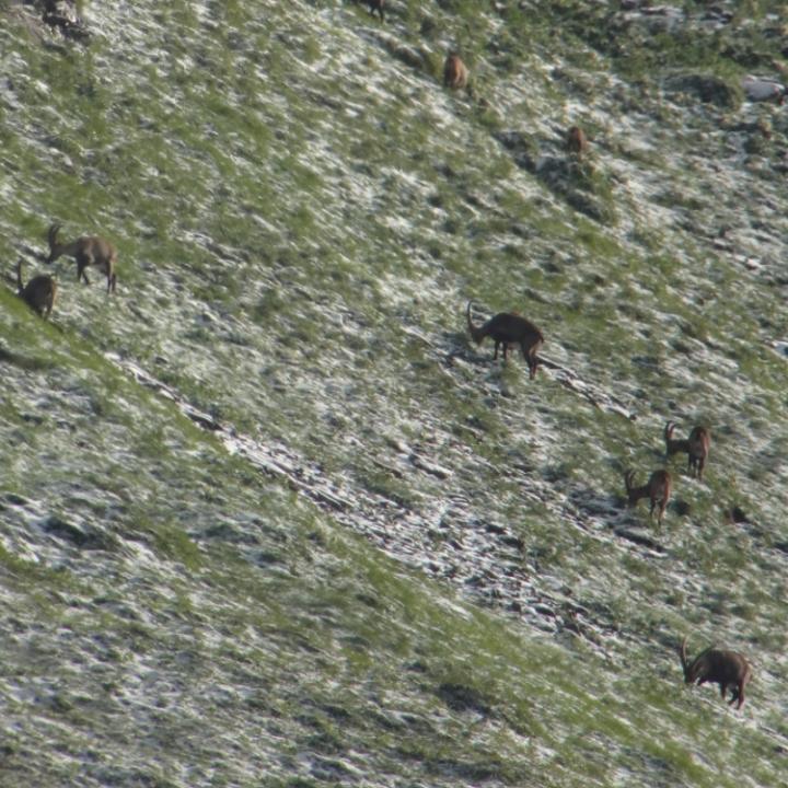 Steinböcke auf der Suche nach Grass unter dem Schnee