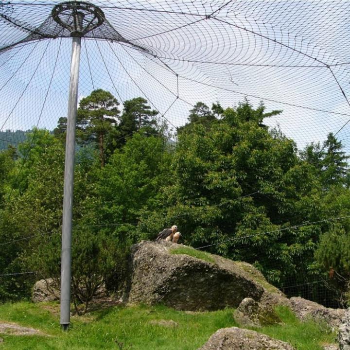 Bartgeier im Tierpark Goldau