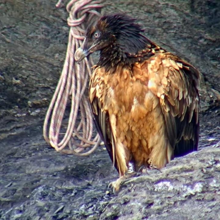 Grosse Freude: Alois kehrt an seinen Auswilderungsort zurück (Snapshot Webcam)