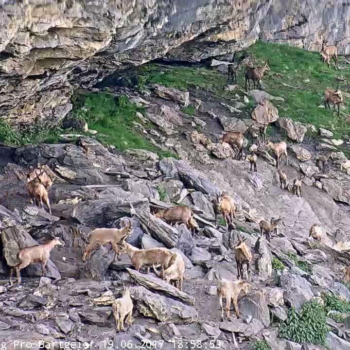 Gruppe von Steinwild und Gämsen neben der Auswilderungsnische