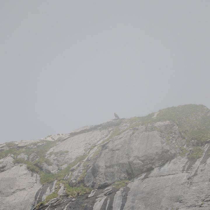 Johannes verschwindet mal wieder im Nebel