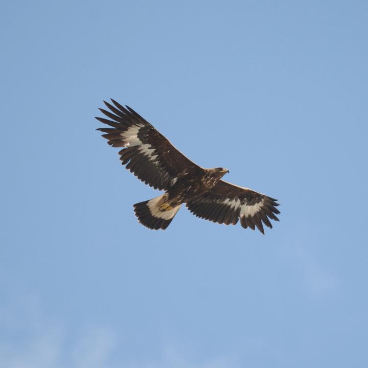 immaturer Steinadler