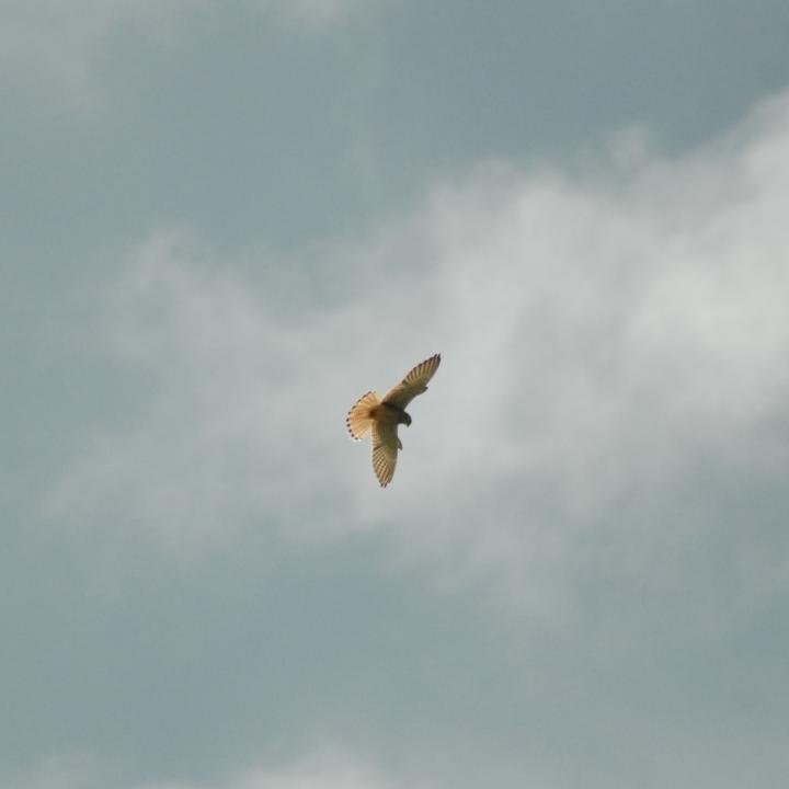 Turmfalke von unten im Gegenlicht