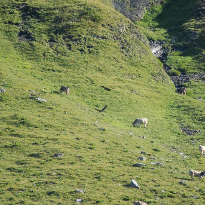 Die Junggeier fliegen nahe an den Kühen vorbei