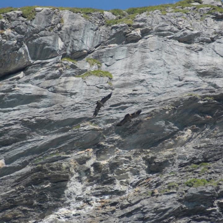 Fredueli (links) und Finja (rechts) im Flug