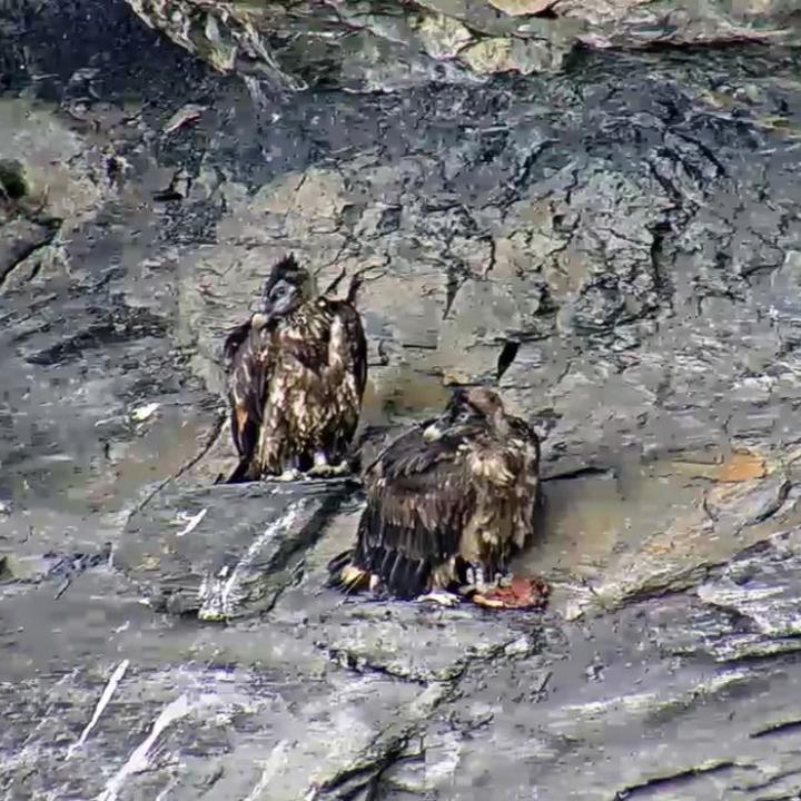 Luzerna (vorne) mit einem Futterstück, hinten Fortunat. Damit keine Konkurrenz entsteht, gibt es mehrere Stücke. 