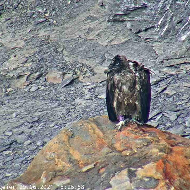 BelArosa sitzt auf dem grossen Stein 