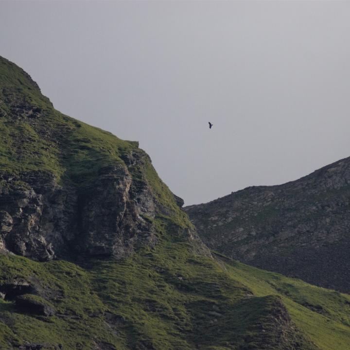 Donna Elvira kreist in der Morgensonne ums Henglihorn.