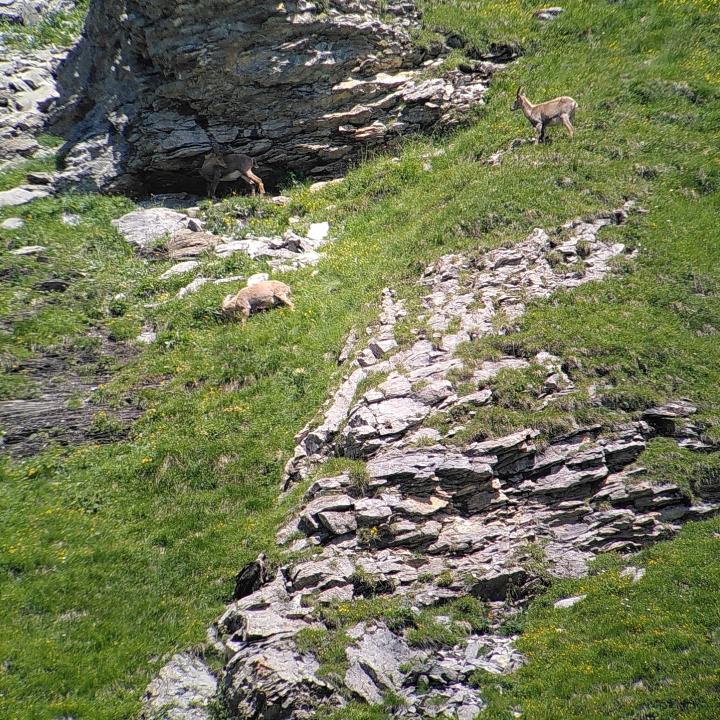 Marco und die Alpensteinböcke