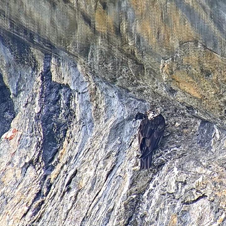 Bartgeier Obwaldera sitz an Freduelis Stammplatz über der Auswilderungsnische