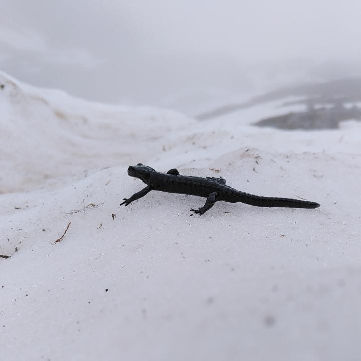 Alpensalamander im Schnee