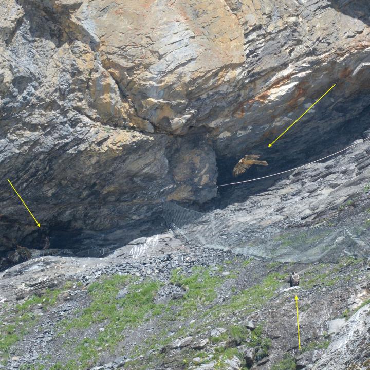 Der fremde Bartgeier überfliegt die Auswilderungsnische mit Aurora und Gaia (s. gelbe Pfeile)