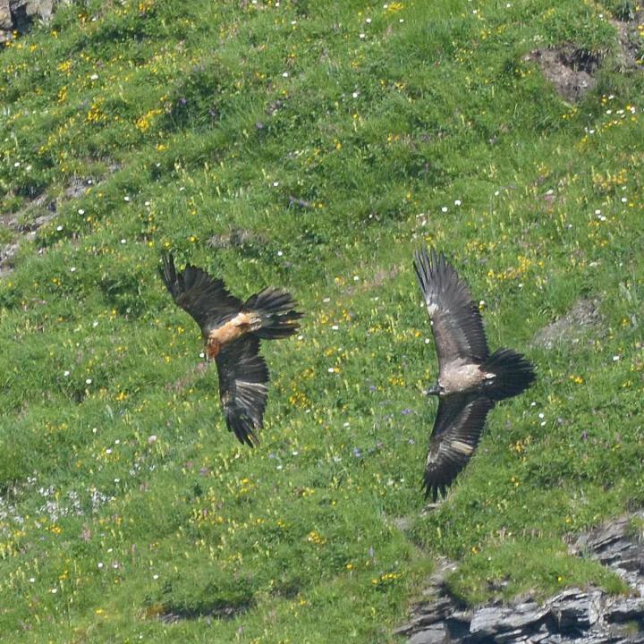 Paradiso zusammen im Flug mit dem fast erwachsenen Bartgeier. Beide sind etwa gleich gross. 