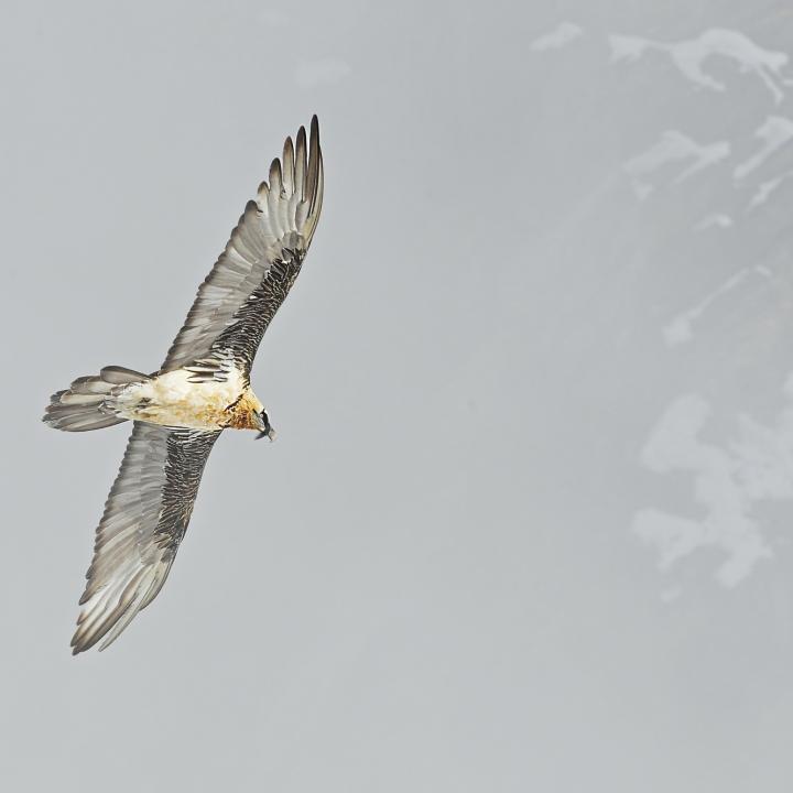 adulter Bartgeier mit rostrotem Gefieder und schieferfarbigen Flügeln. Auch der Bart ist deutlich zu sehen (c) Hansruedi Weyrich