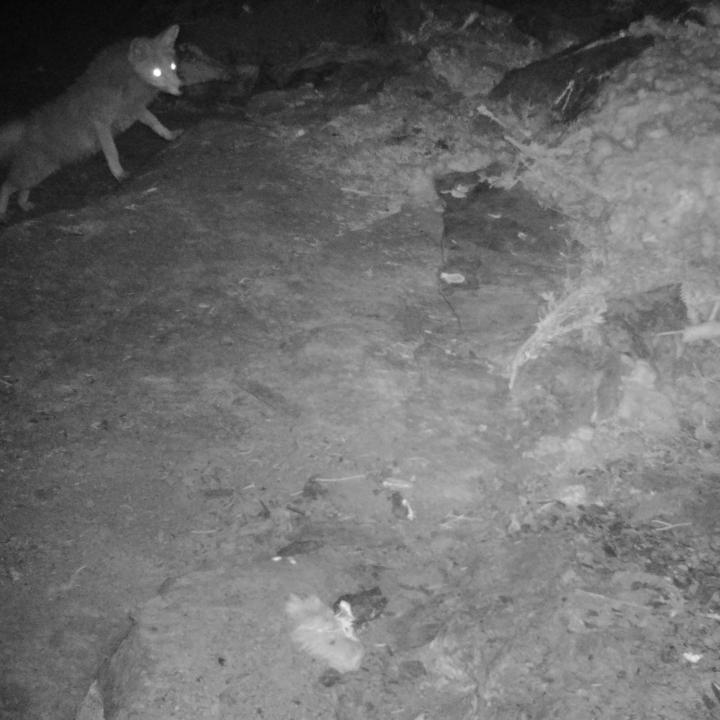 Ein Fuchs in der Nacht von einer Fotofalle in der Nische erfasst