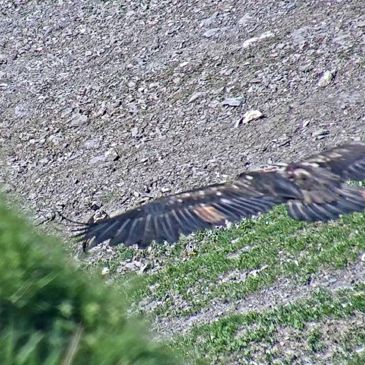 Die Webcam hat den ersten Flug von Gaia festgehalten. Am Boden sitzt Paradiso. 