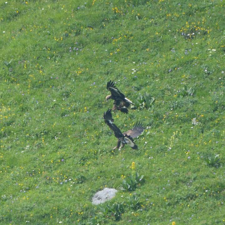 Zwei junge Steinadler beim Luftspiel