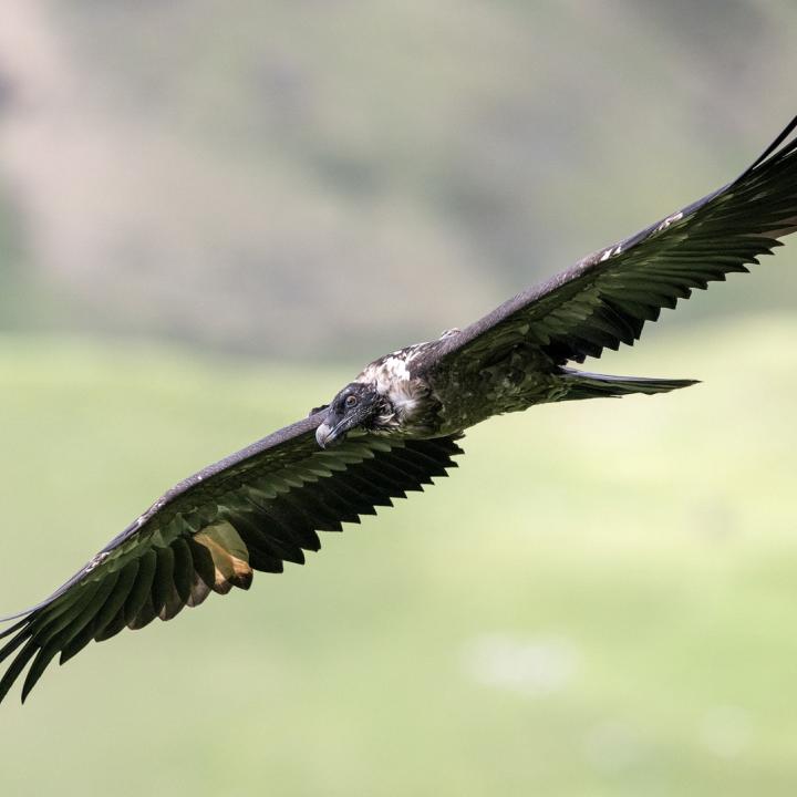 Paradiso im Flug (c) weyrichfoto.ch