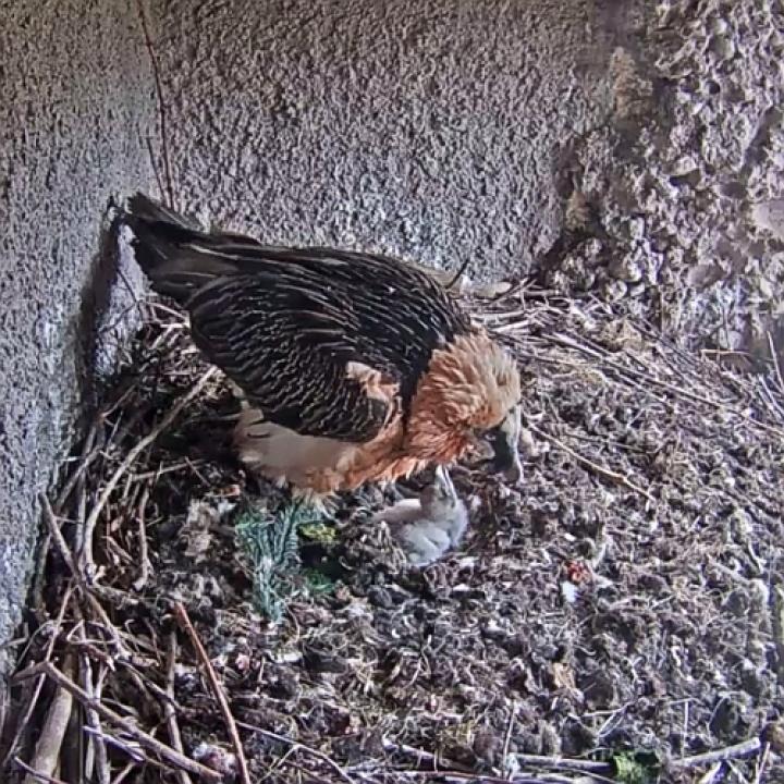 Bartgeier mit Küken im Natur- und Tierpark Goldau (Bild Webcam)