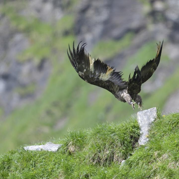 Bartgeier Alois in Melchsee-Frutt (c) Hansruedi Weyrich