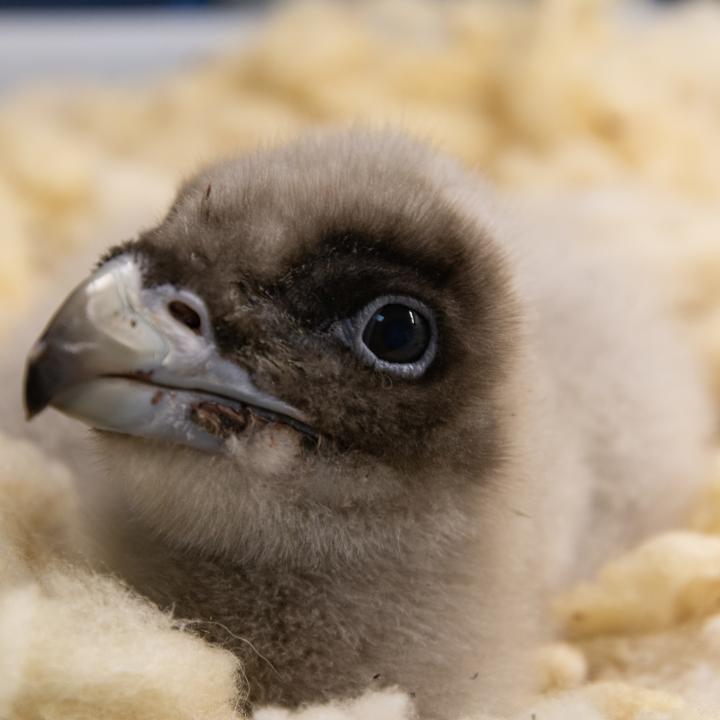 Gaia ist ein Weibchen und schlüpfte am 21. Februar 2024 in der der spanischen Vogelauffangstation Torreferrussa