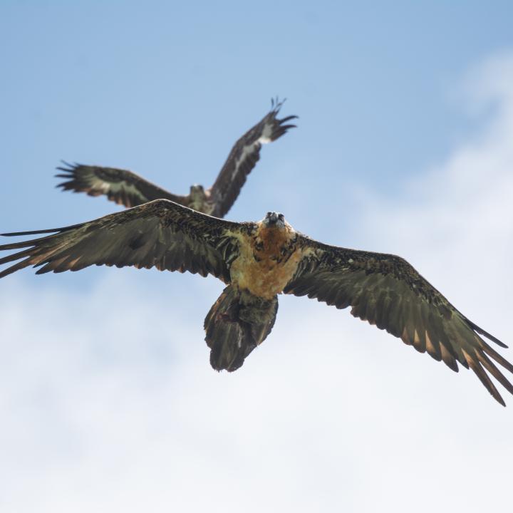 Flysch-Vigo im Flug verfolgt von einem jungen Steinadler (c) Franziska Lörcher