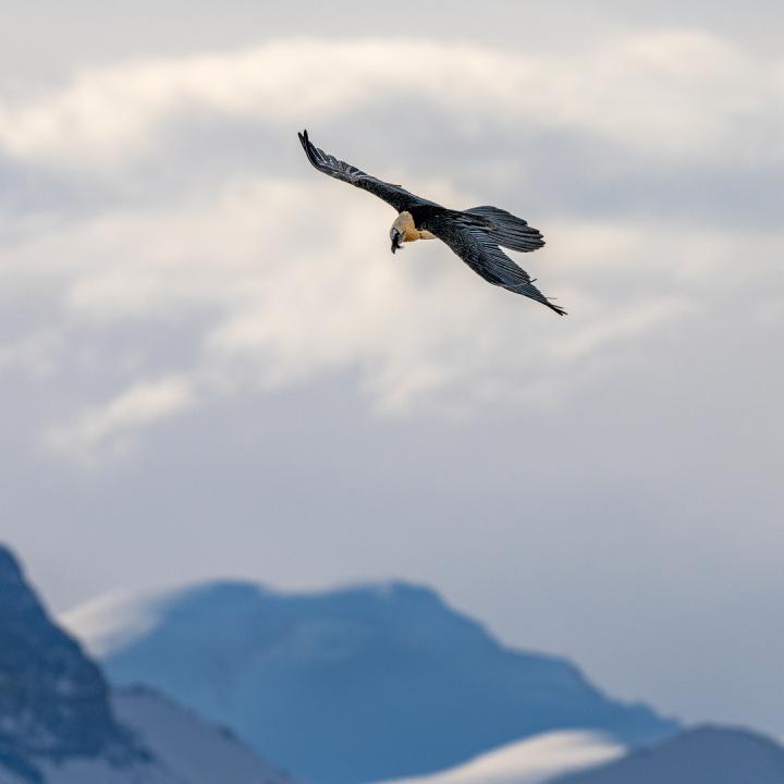 Ein adulter Bartgeier kreist hoch über den Alpen (c)weyrichfoto.ch