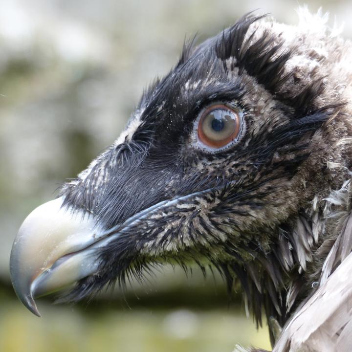 Bartgeier Finja bald bereit zur Auswilderung (c) Daniel Hegglin