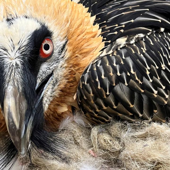 Veronika bei einer tierärztlichen Kontrolle in Natur- und Tierpark Goldau (c) Sarah Isler - Natur- und Tierpark Goldau