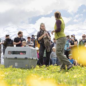 In der Zentralschweiz werden Bartgeier seit 2015 wieder angesiedelt. Die Auswilderungen finden im Eidgenössischen Wildtierschutzgebiet Huetstock unweit von Melchsee-Frutt statt. © Massimo Prati