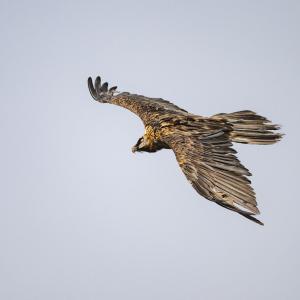 Der fremde, subadulte Bartgeier (c) weyrichfoto.ch