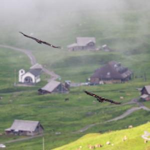 Paradiso (links) und Gaia (rechts) im Flug, im Hintergrund die Tannalp (c) weyrichfoto.ch