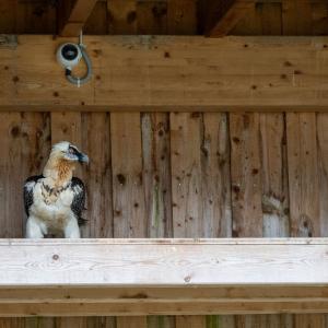 Bartgeier Johannes in der Voliere im Natur- und Tierpark Goldau. Hier wurde er in den letzten Monaten vom Parkteam versorgt bis seine Verletzungen vollständig verheilten. Nun ist Johannes wieder gesund und kann ein zweites Mal ausgewildert werden (c)weyrichfoto.ch