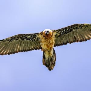 Ein adulter Bartgeier überflog den Henglihang (c) weyrichfoto.ch