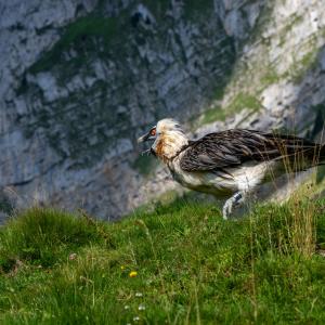 Sofort nach seiner Freisetzung setzt sich Johannes ein paar Schritte ab .... (c)weyrichfoto.ch