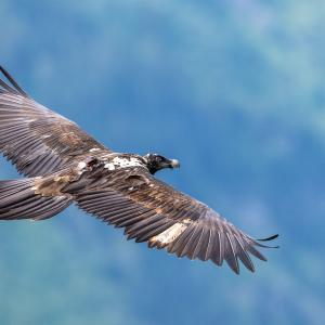 Paradiso im Flug, gut zu sehen sind die gebleichten Federn (c) weyrichfoto.ch