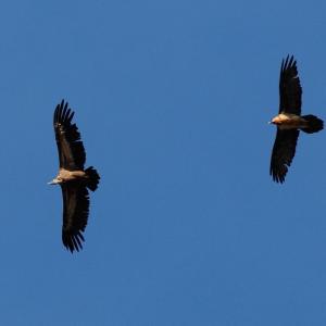 Gänsegeier (links) und Bartgeier (rechts) © Bruno Berthemy