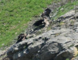 BG838 mit ausgebreiteten Flügeln macht kräftige Flugübungen, Sempach II sitzt gleich darunter. 