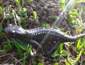 Alpensalamander sieht man hier oben oft, immer wenn es regnet, wie heute Morgen