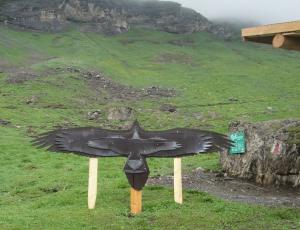 Bartgeiersilhouette im Vergleich zu Steinadler und Kolkrabe